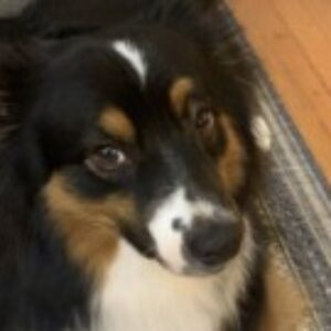 Profile photo of Chief